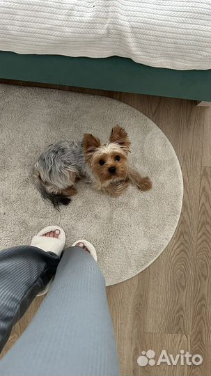 Йоркширский терьер вязка мальчик