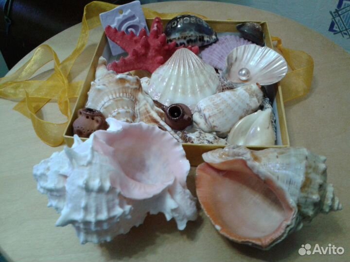 Раковины морские