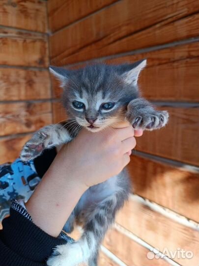 Домашние животные котята