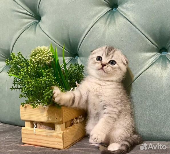 Шотландские котята
