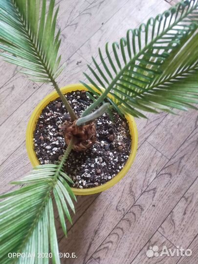 Цикас Революта