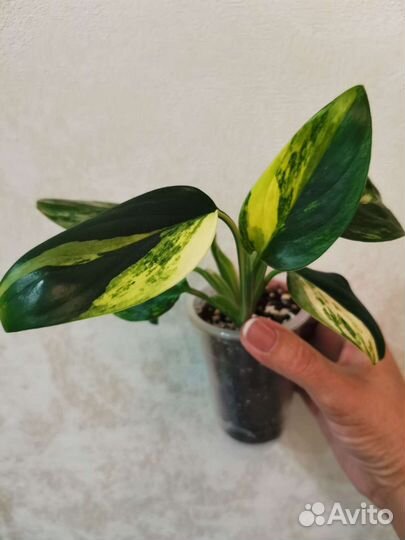 Филодендрон Кобра желтый вар