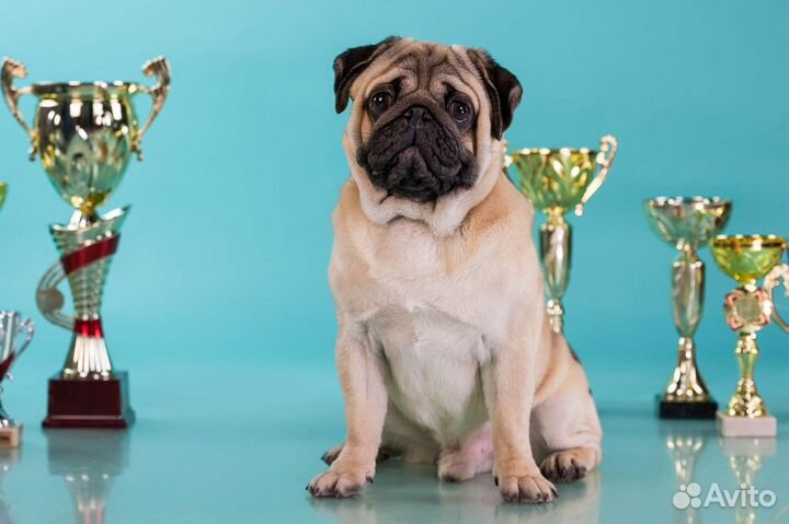 Вязка, мопс