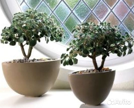 Дерево любви 