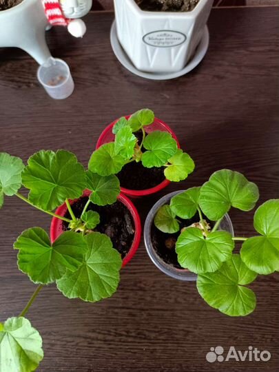 Пеларгония