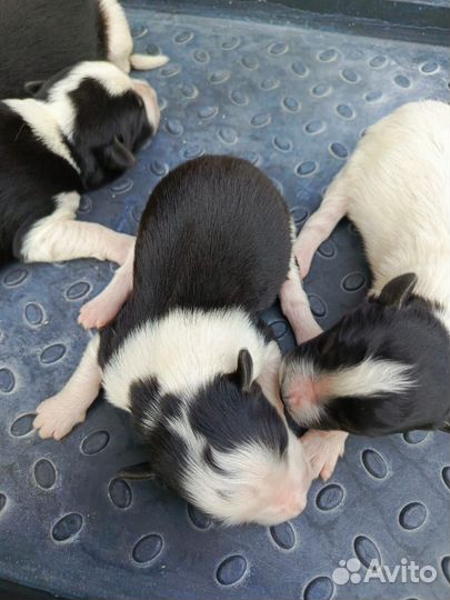 Щенки сибирской хаски