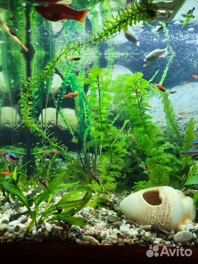 Аквариумные рыбки