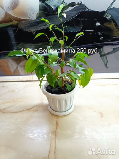 Хлорофитум бонни