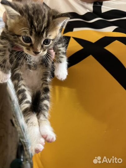 Котята в дар