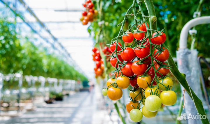 Сотрудник в теплицу вахта