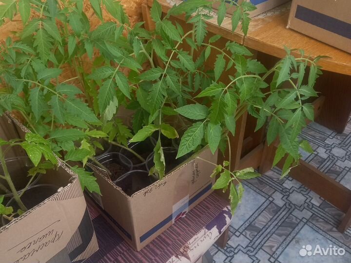 Рассада помидоров томатов