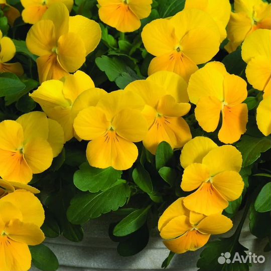 Романтичная Виола