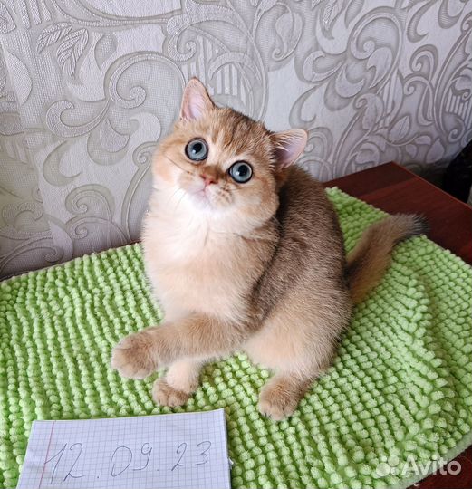 Золотая шиншилла девочка