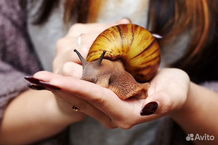 Улитки ахатины