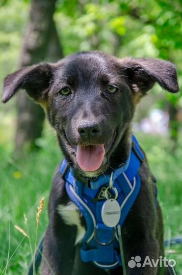 Собака Редис