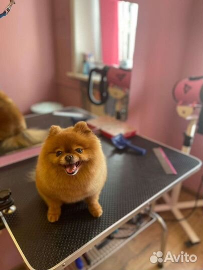 Стрижка собак, груминг