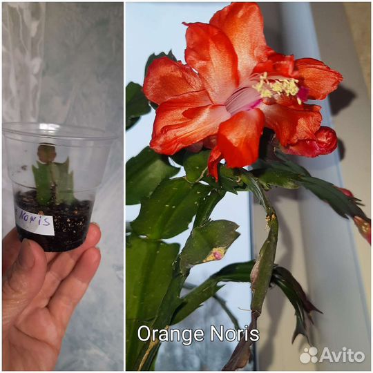 Шлюмбергера сортовые укоренённые