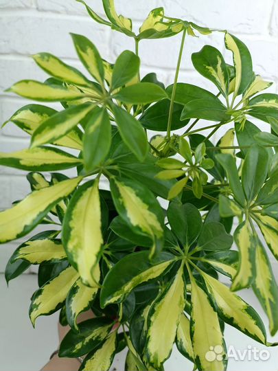 Шефлера Герда