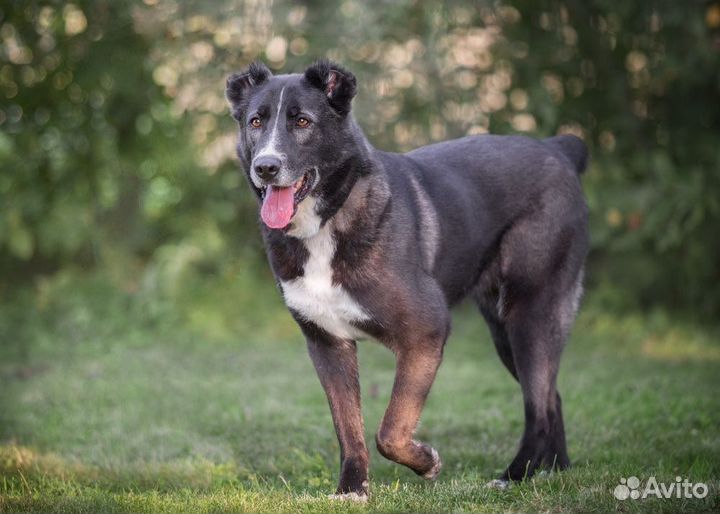 Собака в добрые руки