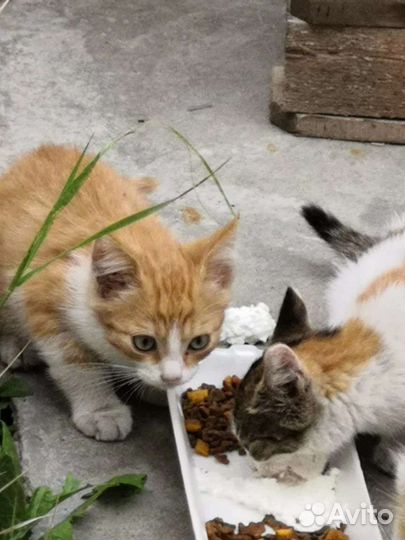 Котята в добрые руки