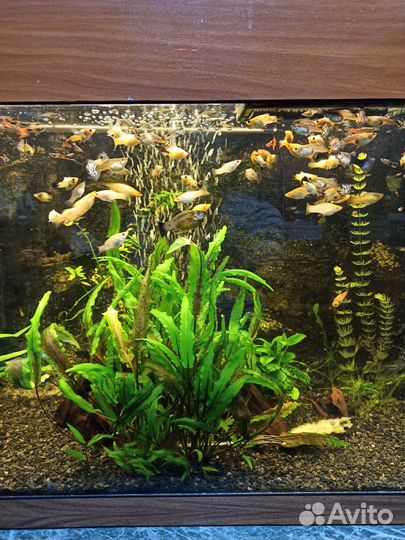 Аквариумные рыбки