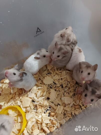 Сирийские хомяки