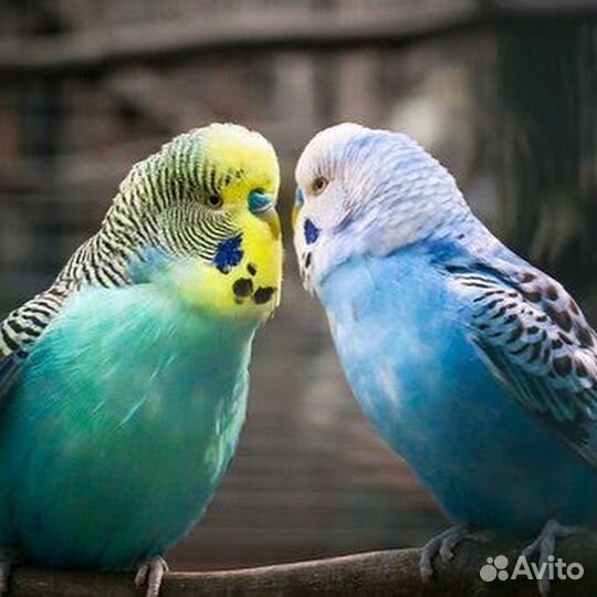 Волнистый попугай