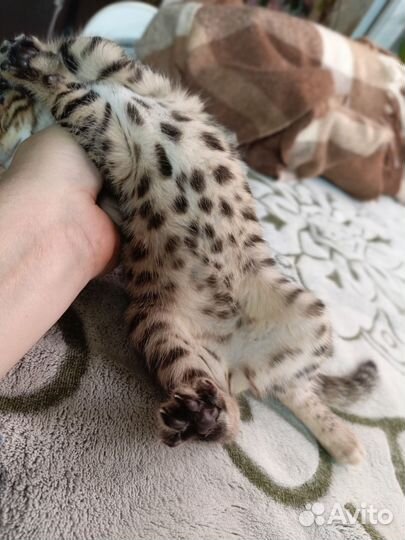 Бенгальские котята