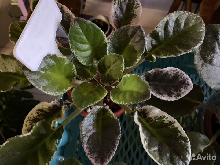 Фиалка Ле-лейла