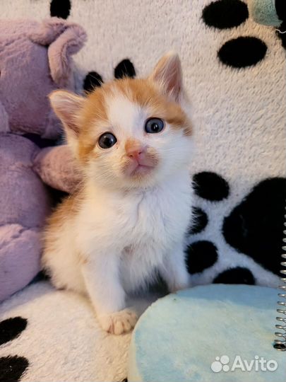 Котята в добрые руки мальчики