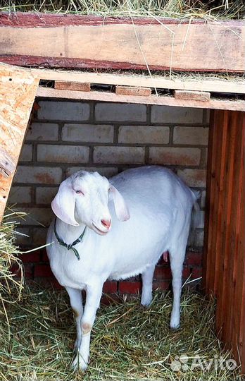 Козлята Нубо-Камори