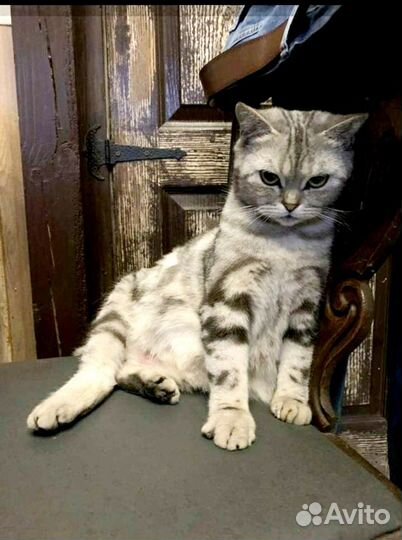 Британские котята