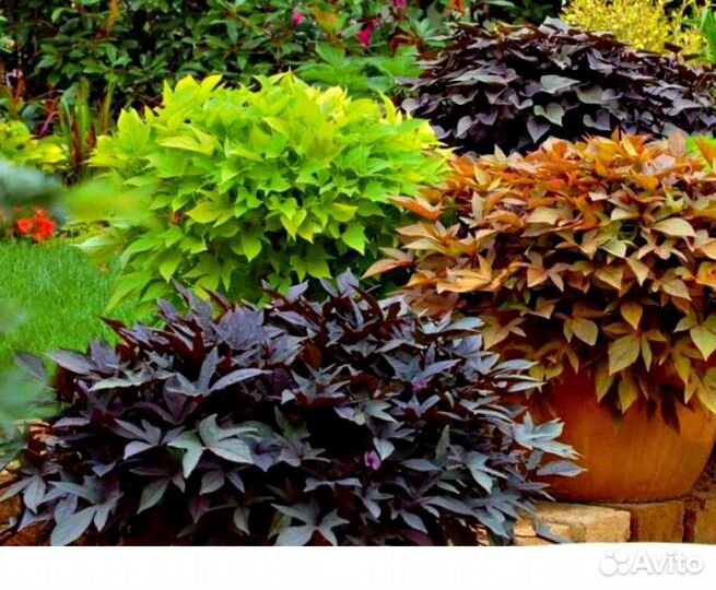 Ипомея батат