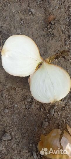 Продажа лук,морковь и тд