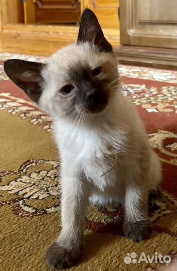 Тайские котята