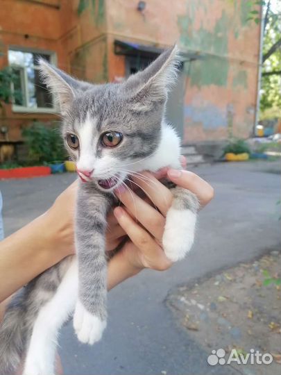 Кошка в дар бесплатно