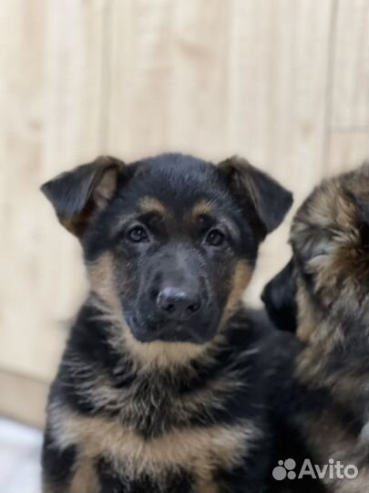 Немецкая овчарка щенки с документами