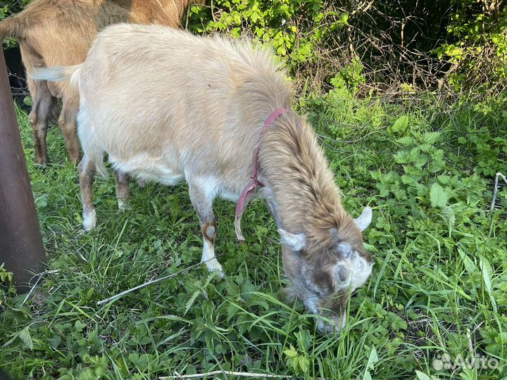 Козлята ламанча