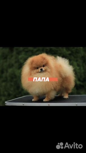 Продаю щенков