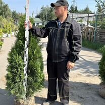 Туя смарагд 125-150 см