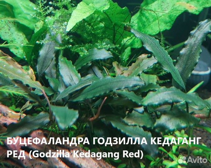 Аквариумные растения