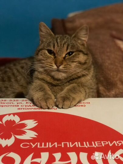 Котята и кошки