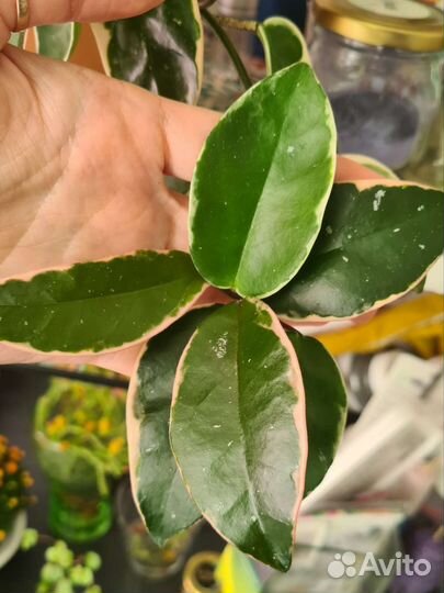 Хойя Кримсон Квин, Триколор, Вайети. Восковой плющ