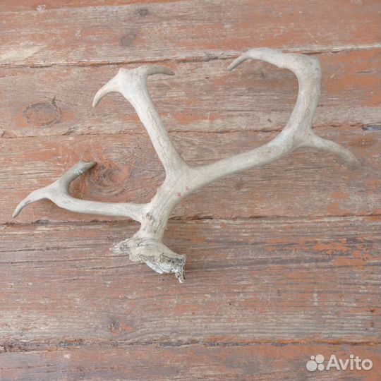 Рога. Длина 38см
