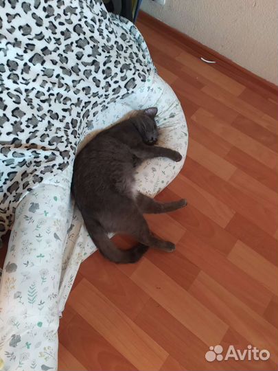 Кошка в дар бесплатно