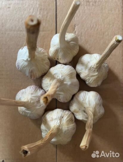 Чеснок домашний