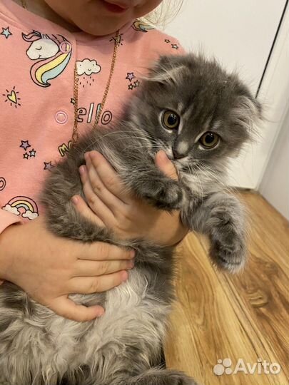 Котенок вислоухий