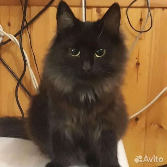 Кошка Пума