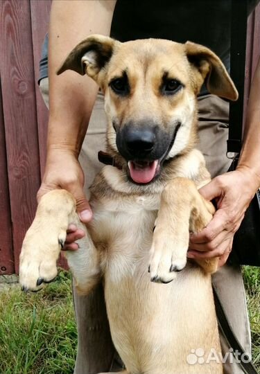 Щенок-подросток ищет дом