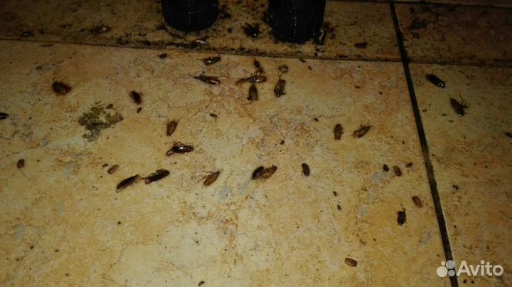 Консультация по уничтожению тараканов Миша Титов k-1429